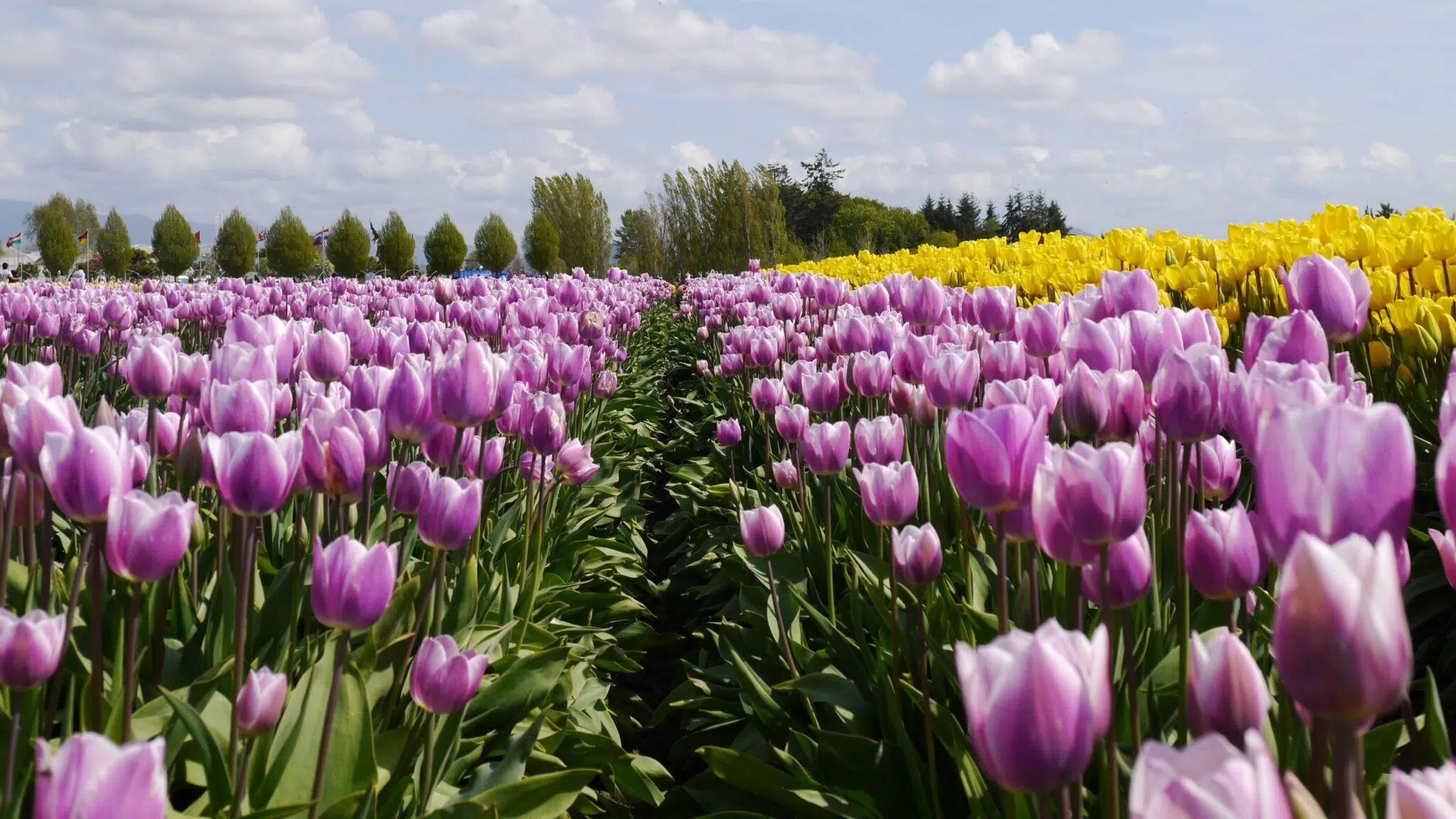 pcos natural pregnancy