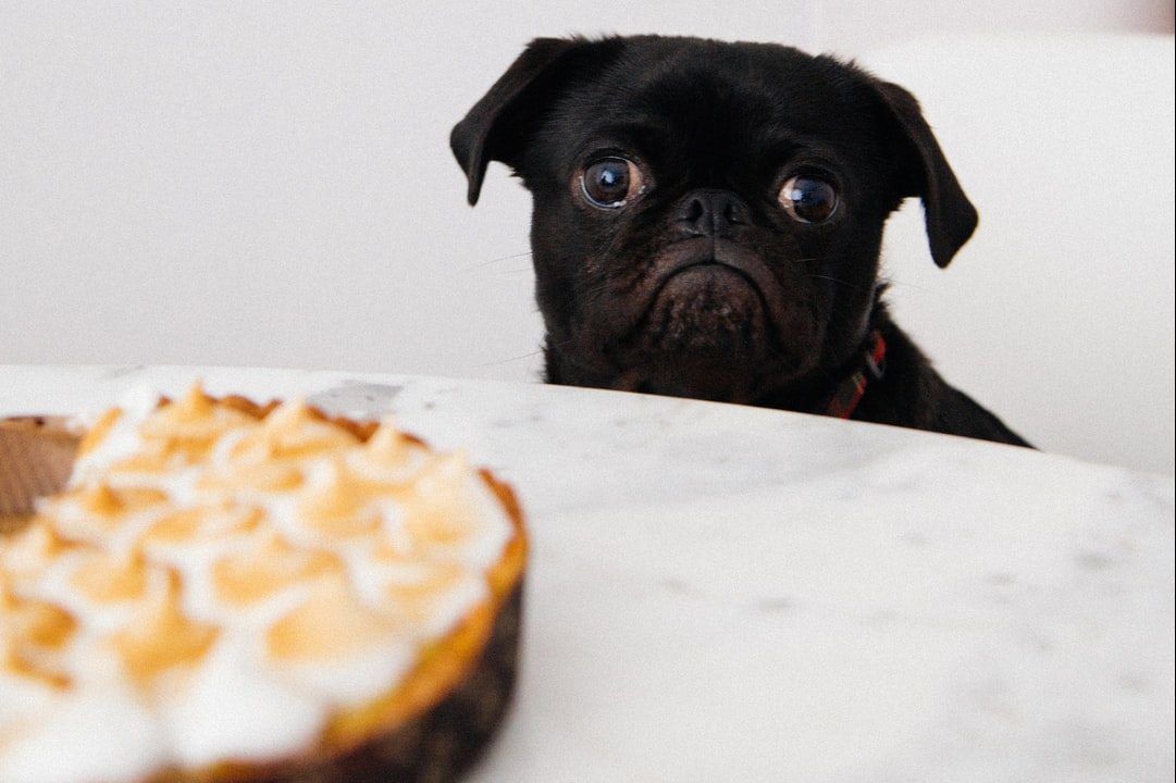 Dog looking at a dessert