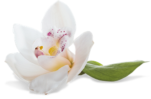 Inositol Australia 2 Natural Myo Inositol represented by orchid