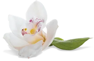 Natural Myo Inositol represented by orchid